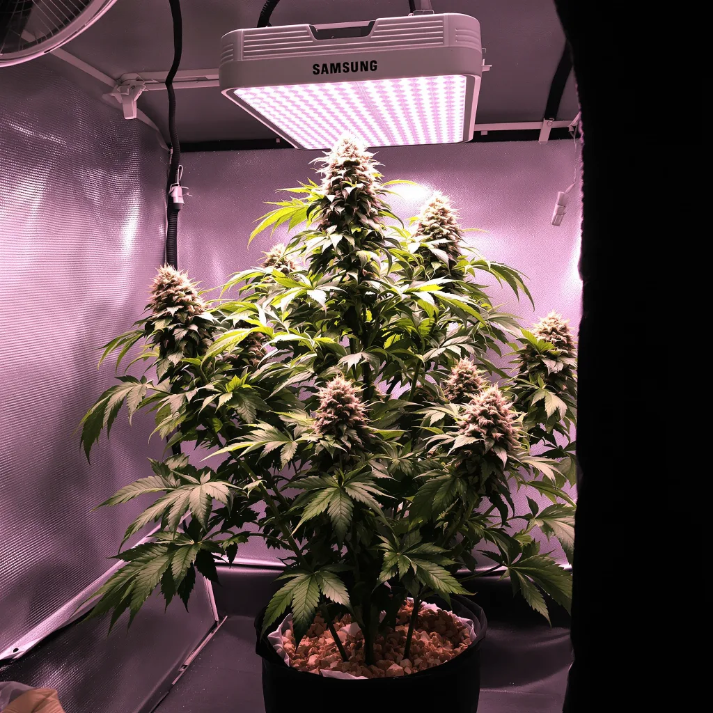 Blue Blood cannabis plant in flowering stage, 90-130 cm feminized