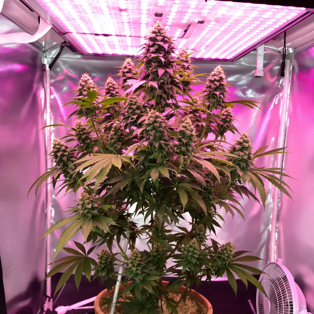 Blue Cheese cannabis plant in flowering stage, 60-100 cm autoflower