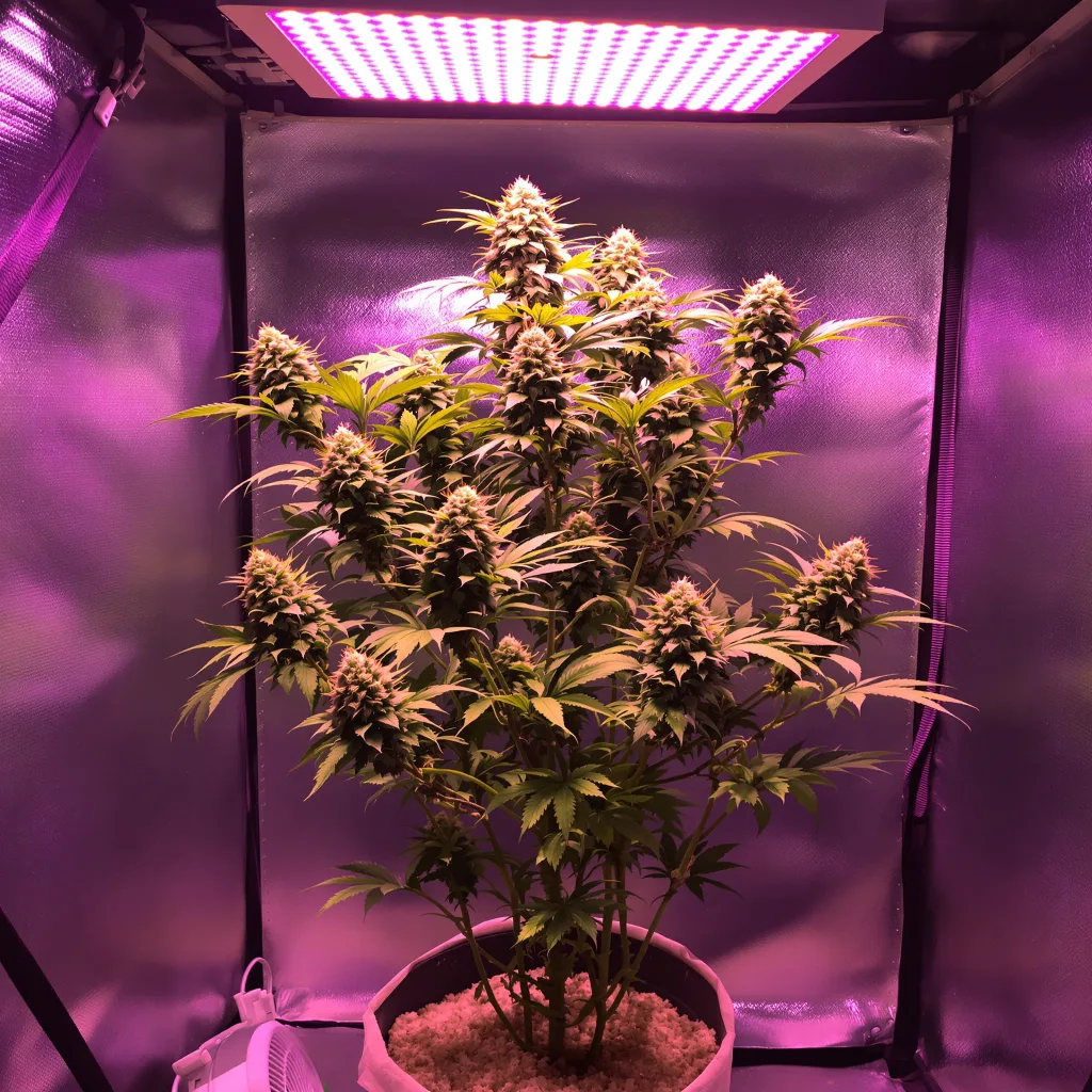 Blue Cookies cannabis bud close-up showing dense forest-green nugs