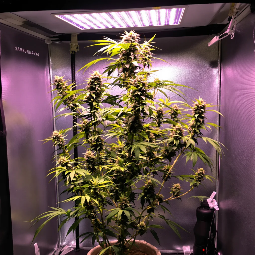 Blue Dream cannabis plant in flowering stage, 60-100 cm autoflower