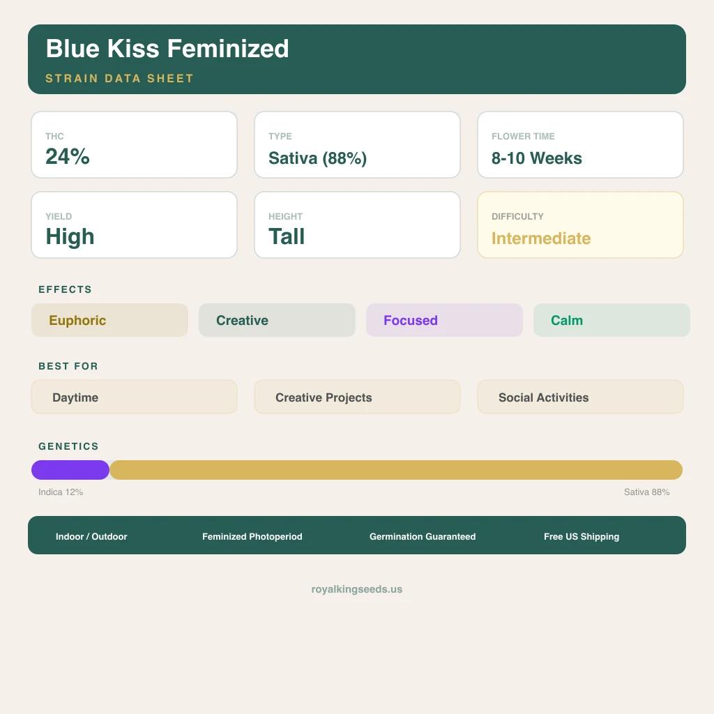 Blue Kiss 12% indica / 88% sativa flower with visible trichomes