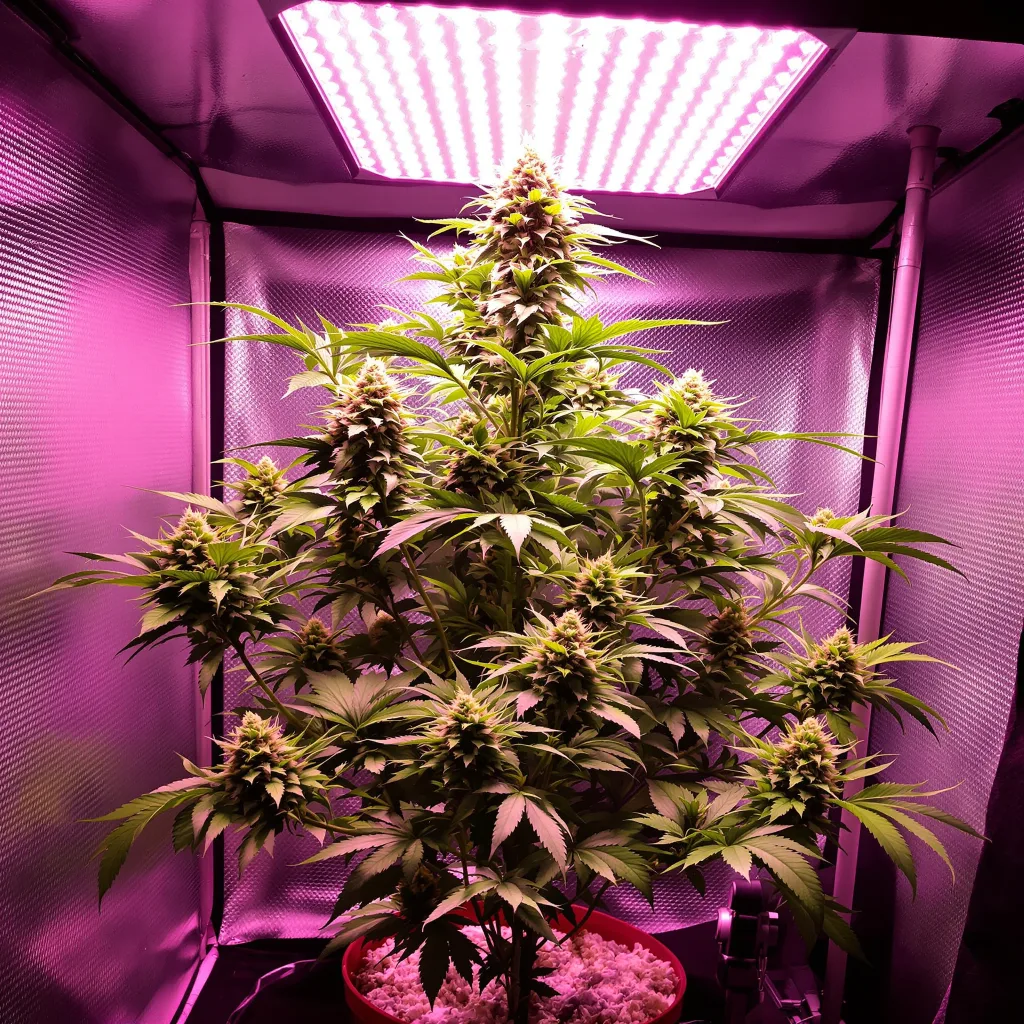 Blue Lights cannabis plant in flowering stage, 90-130 cm feminized