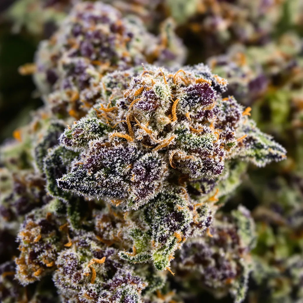 Blue Zkittlez cannabis plant in flowering stage, 90-130 cm feminized