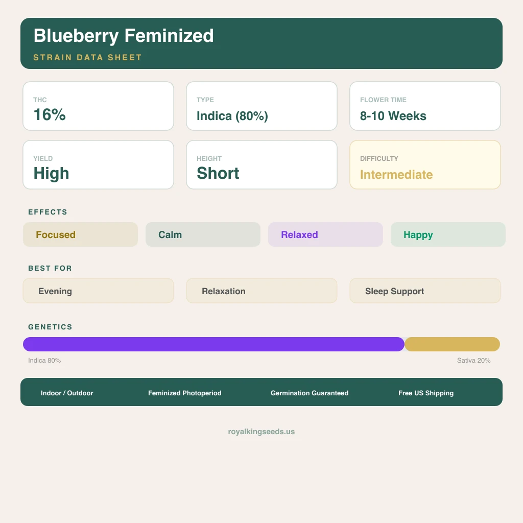 Blueberry 80% indica / 20% sativa flower with visible trichomes