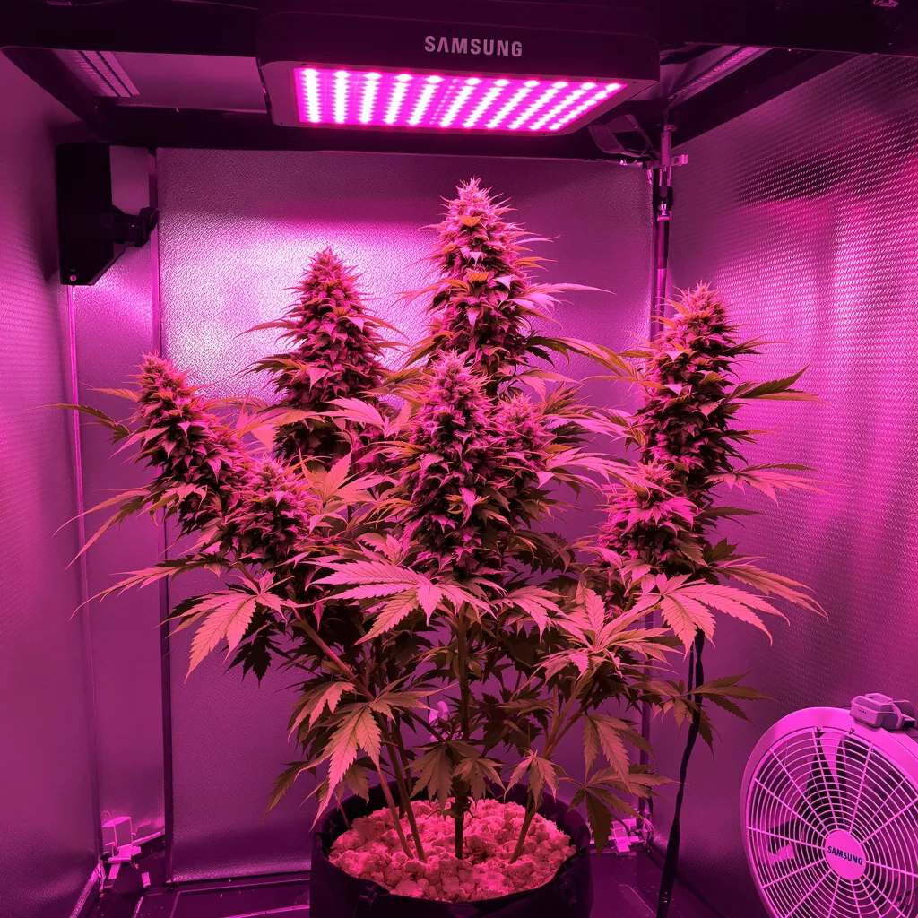 Bubblegum cannabis plant in flowering stage, 120-180 cm feminized