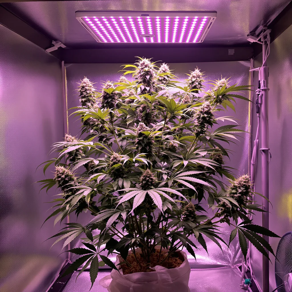 Burkle cannabis plant in flowering stage, 60-100 cm autoflower