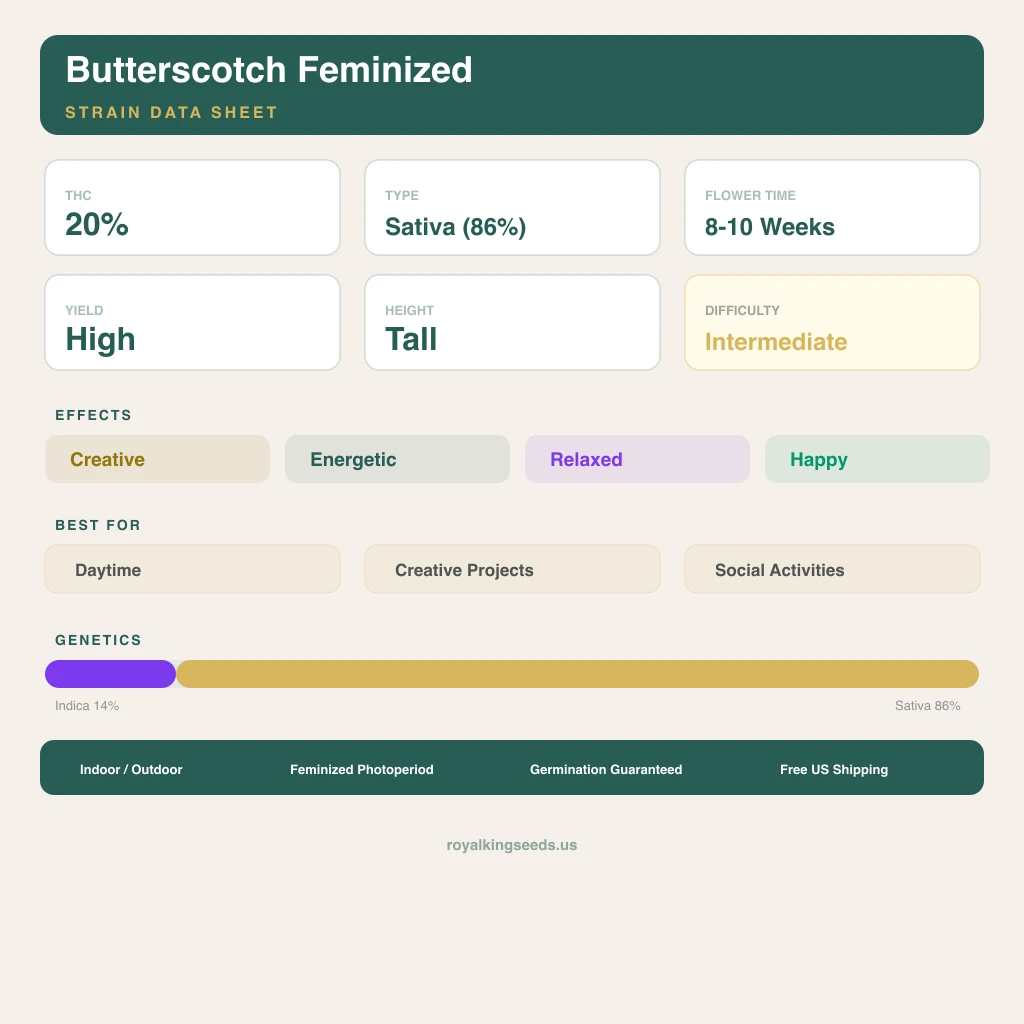 Butterscotch 14% indica / 86% sativa flower with visible trichomes