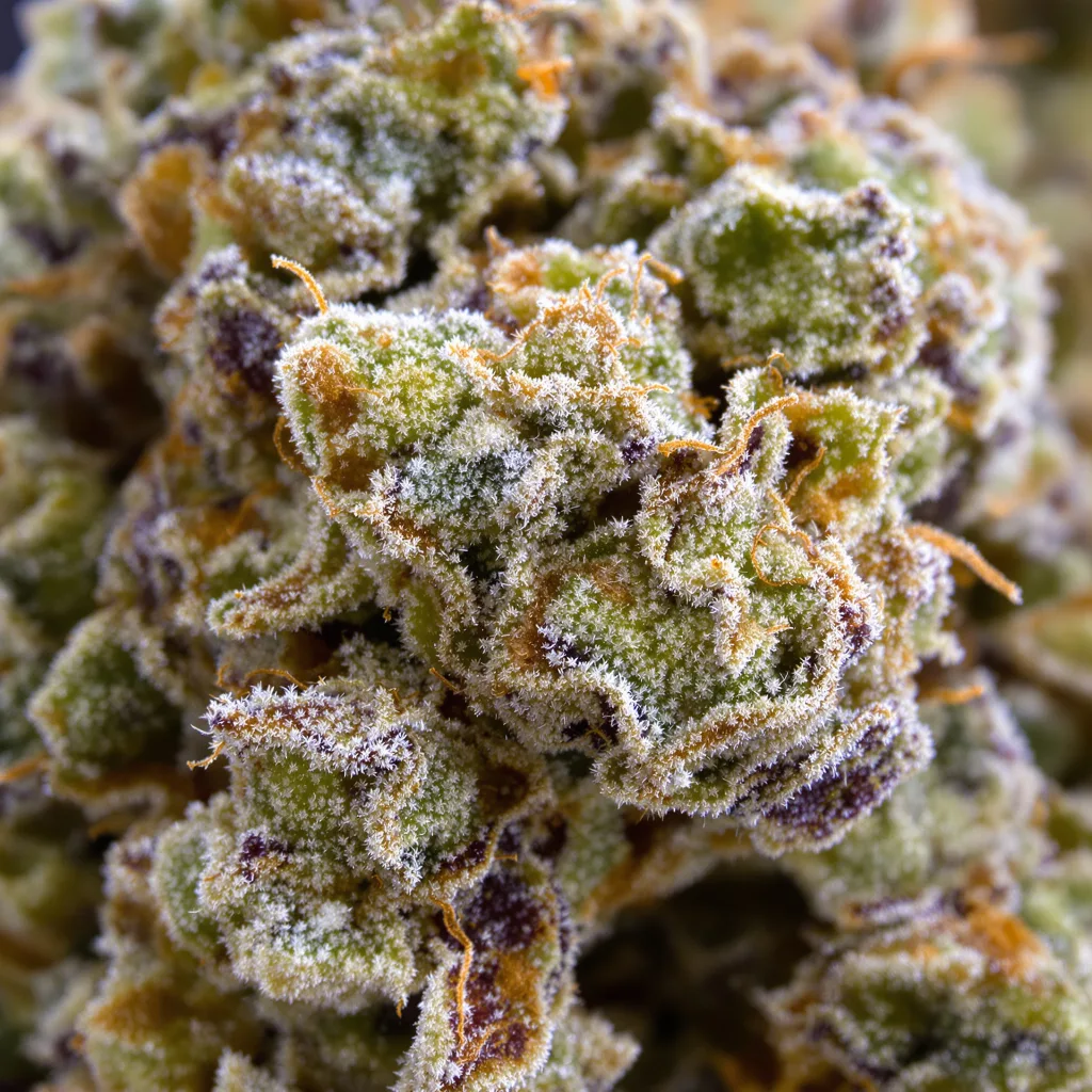 Chem Crush cannabis plant in flowering stage, 120-180 cm feminized