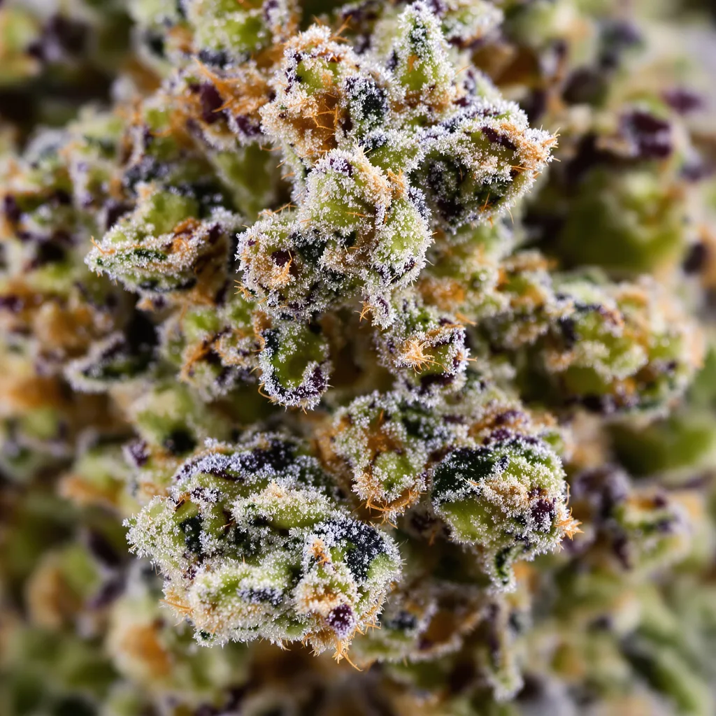 Chem D.O.G. cannabis plant in flowering stage, 120-180 cm feminized