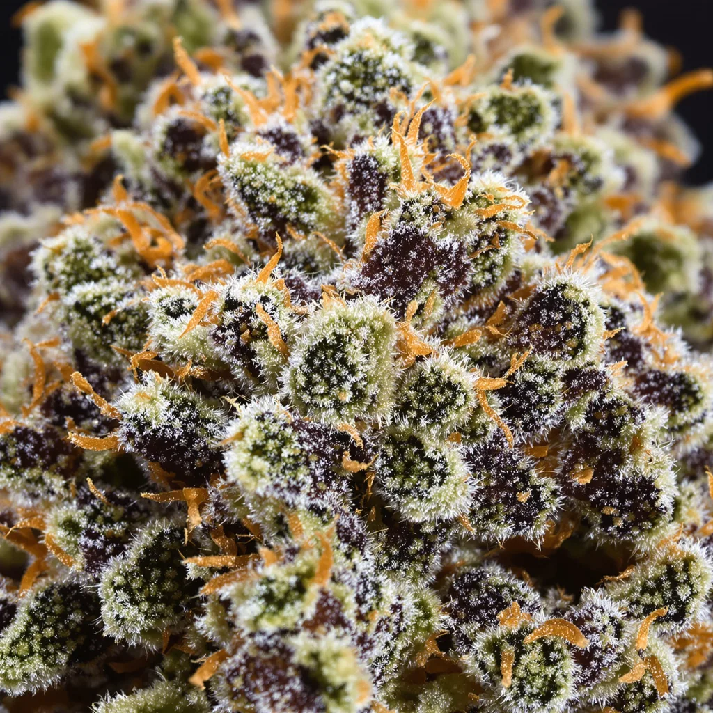 Cherry Pie cannabis plant in flowering stage, 90-130 cm feminized