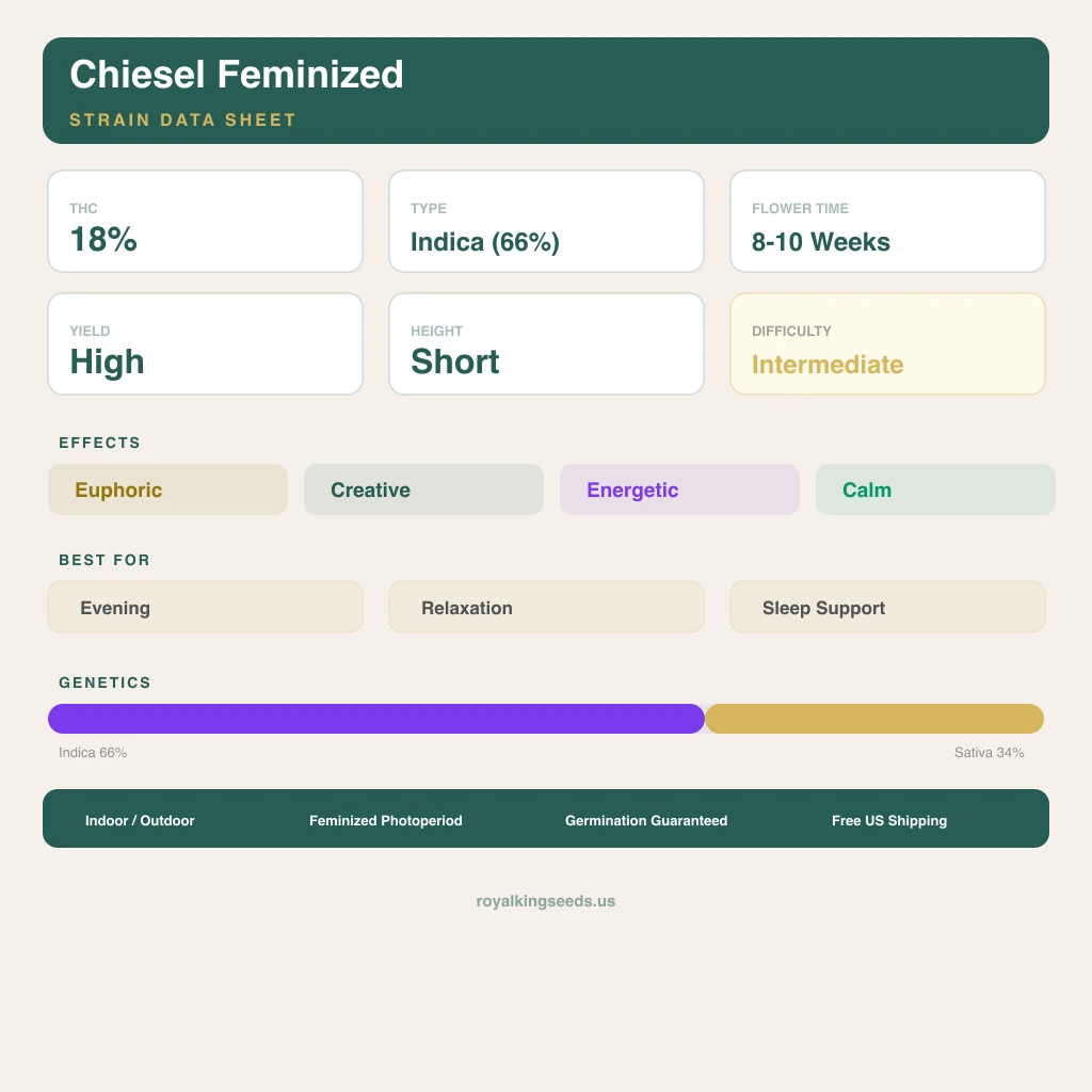 Chiesel 66% indica / 34% sativa flower with visible trichomes