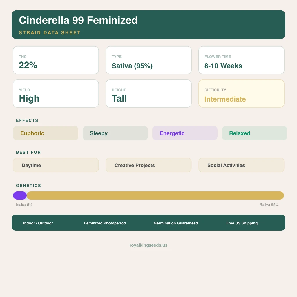 Cinderella 99 5% indica / 95% sativa flower with visible trichomes