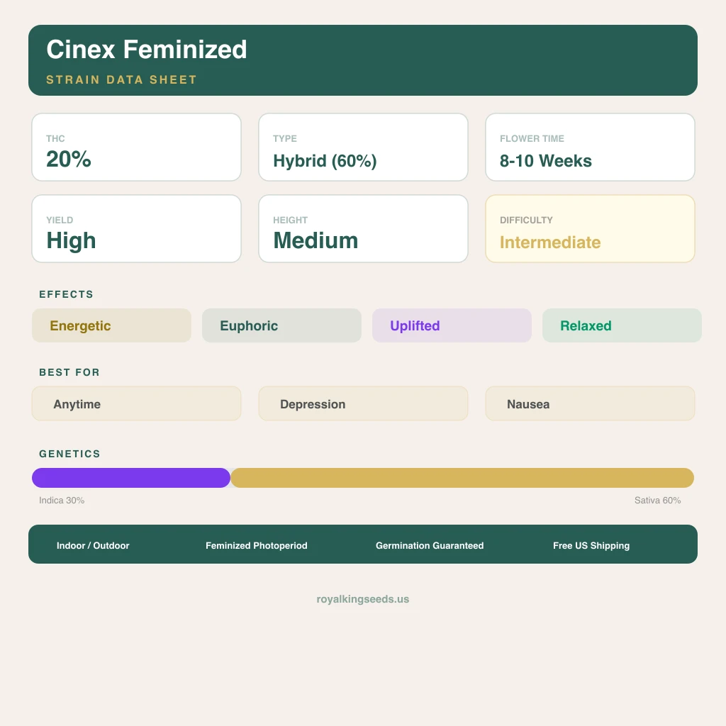 Cinex 30% indica / 60% sativa flower with visible trichomes
