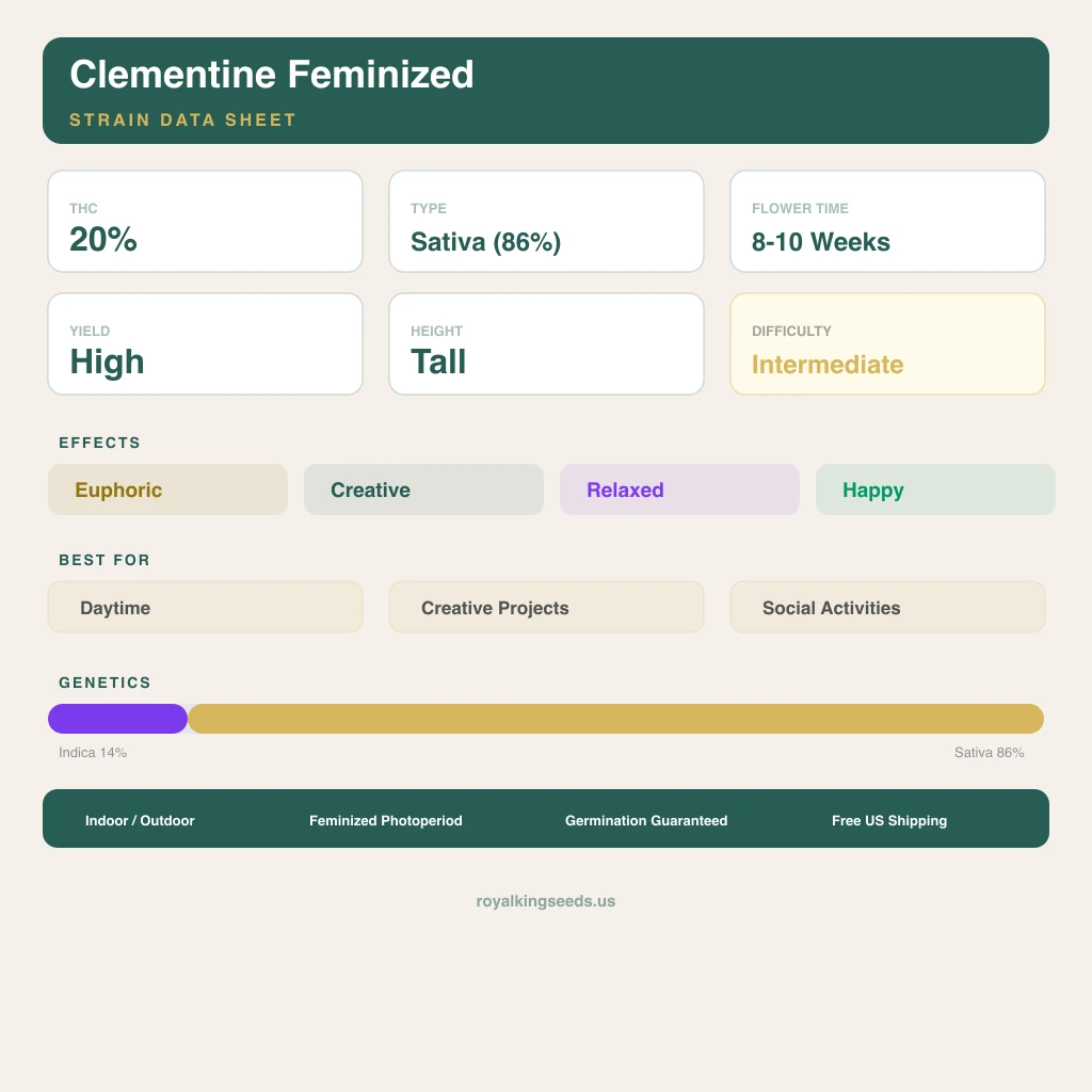 Clementine 14% indica / 86% sativa flower with visible trichomes