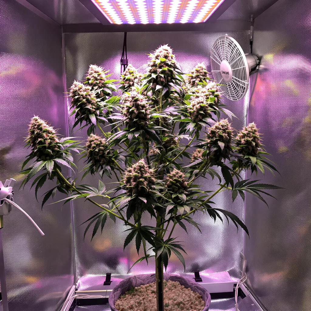 Colombian Gold cannabis bud close-up showing open-bud structure with orange pistils