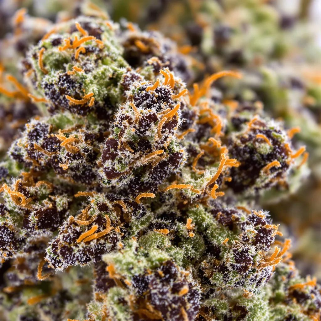 Cookies Kush cannabis plant in flowering stage, 90-130 cm feminized