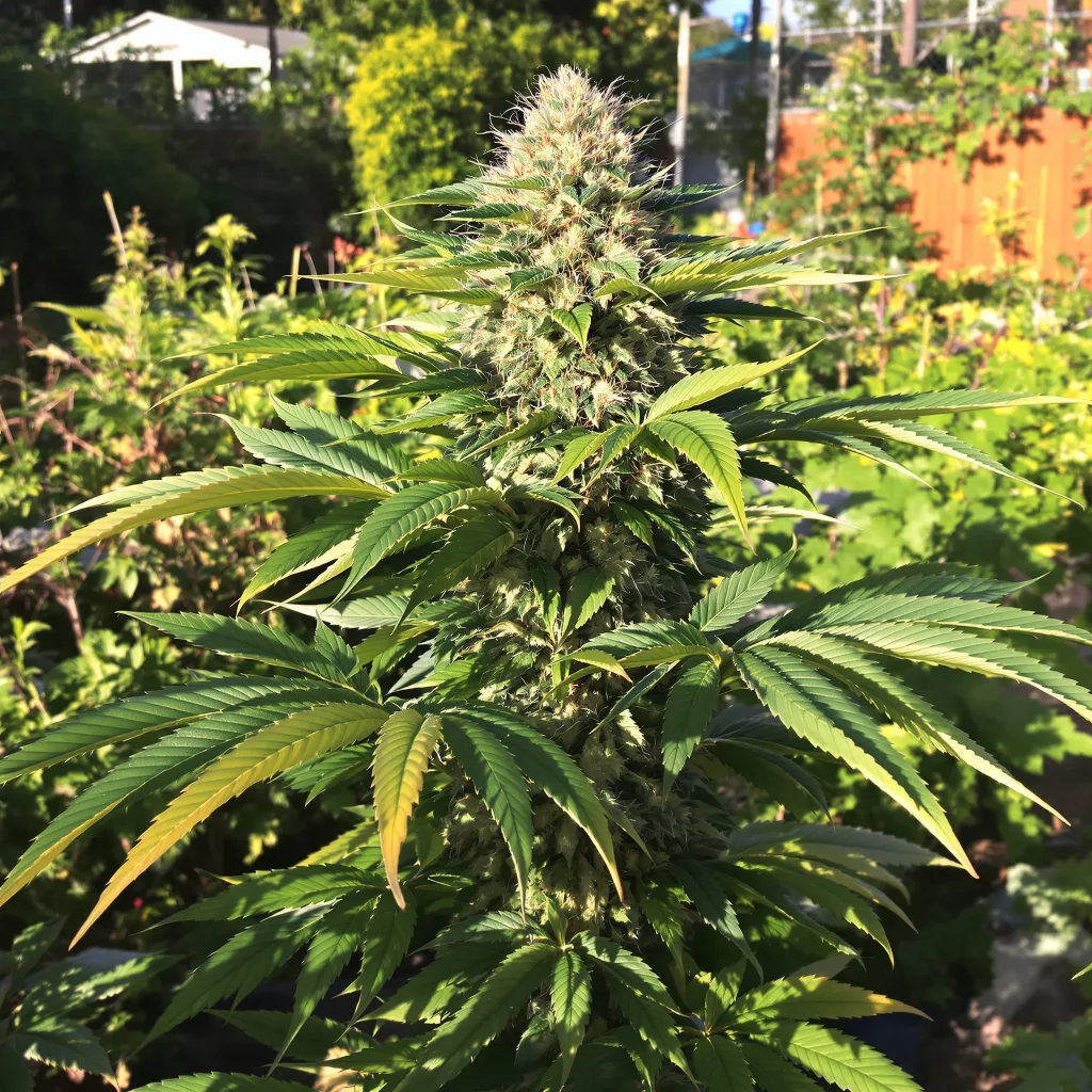 Crown OG cannabis plant in flowering stage — 60-100 cm autoflower