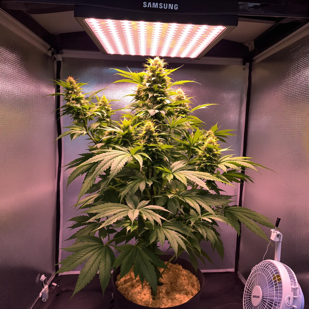 Dream Queen cannabis plant in flowering stage, 60-100 cm autoflower