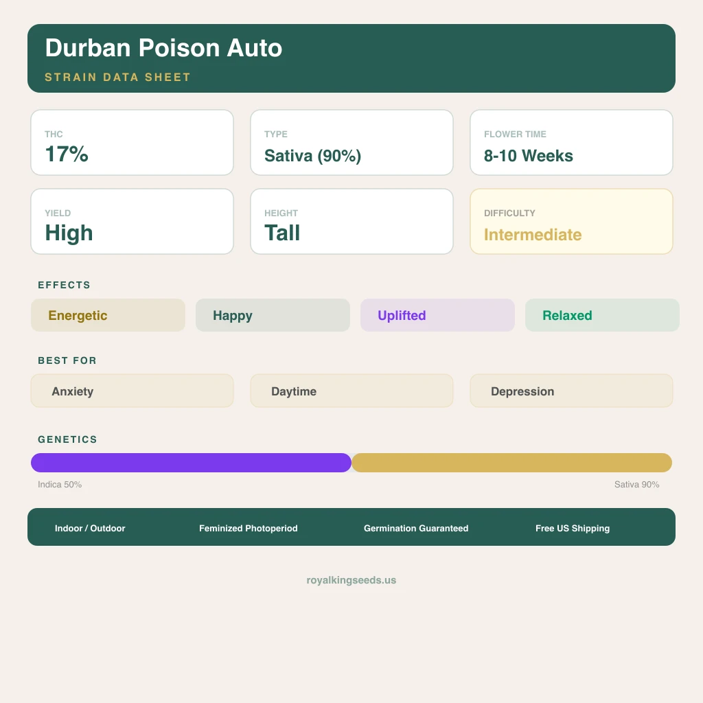 Durban Poison 50% indica / 90% sativa flower with visible trichomes