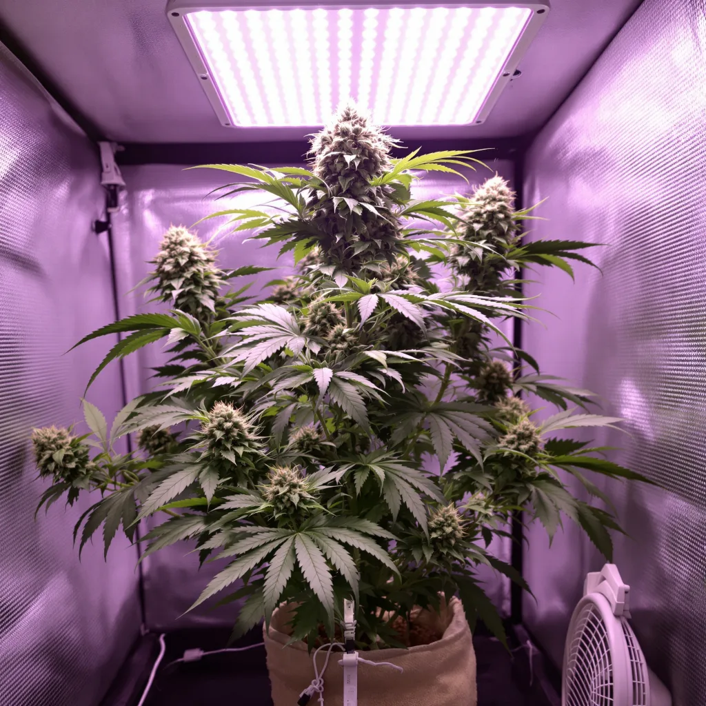 Electric Blue cannabis plant in flowering stage, 60-100 cm autoflower
