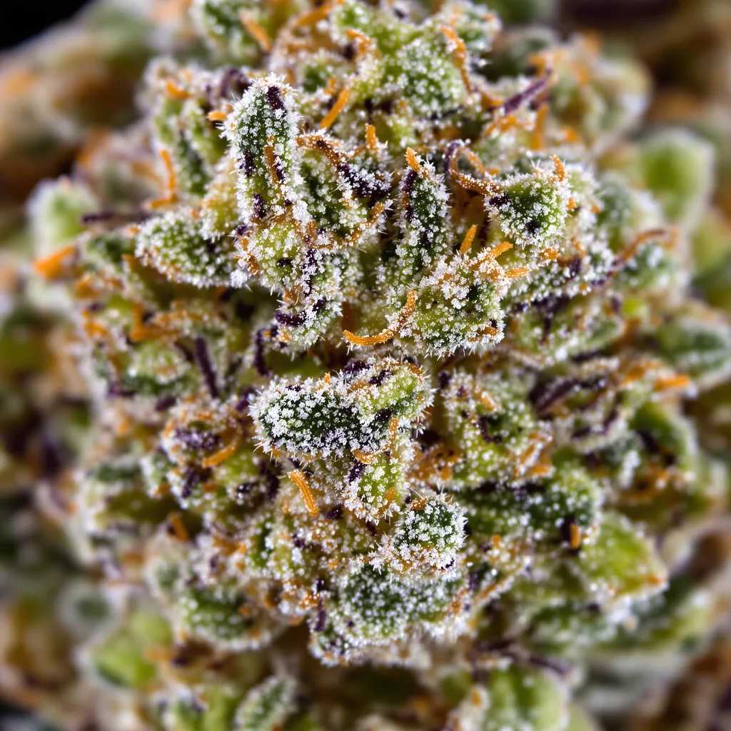 Faygo Red Pop cannabis seeds packaging — Royal King Seeds USA