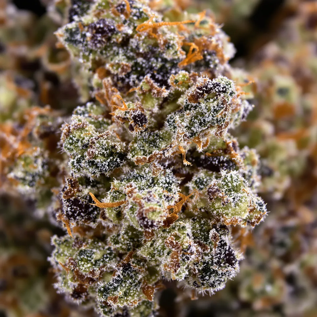 Fruit cannabis seeds packaging — Royal King Seeds USA