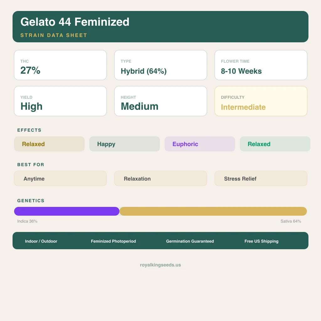 Gelato 44 36% indica / 64% sativa flower with visible trichomes