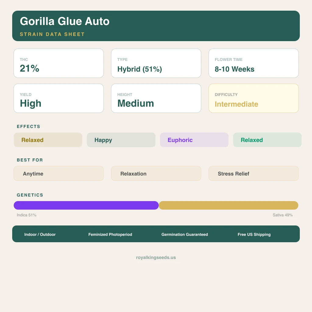 Gorilla Glue 51% indica / 49% sativa flower with visible trichomes