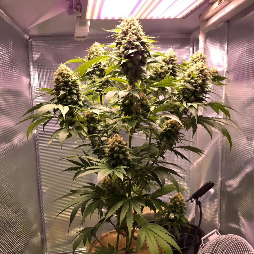 Grandmas Sugar Cookies 58% indica / 42% sativa flower with visible trichomes