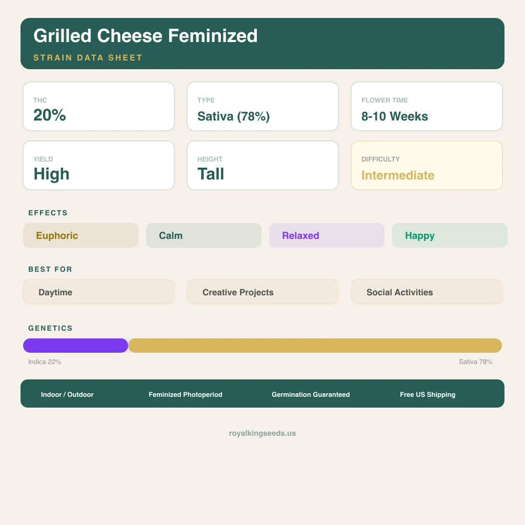 Grilled Cheese 22% indica / 78% sativa flower with visible trichomes