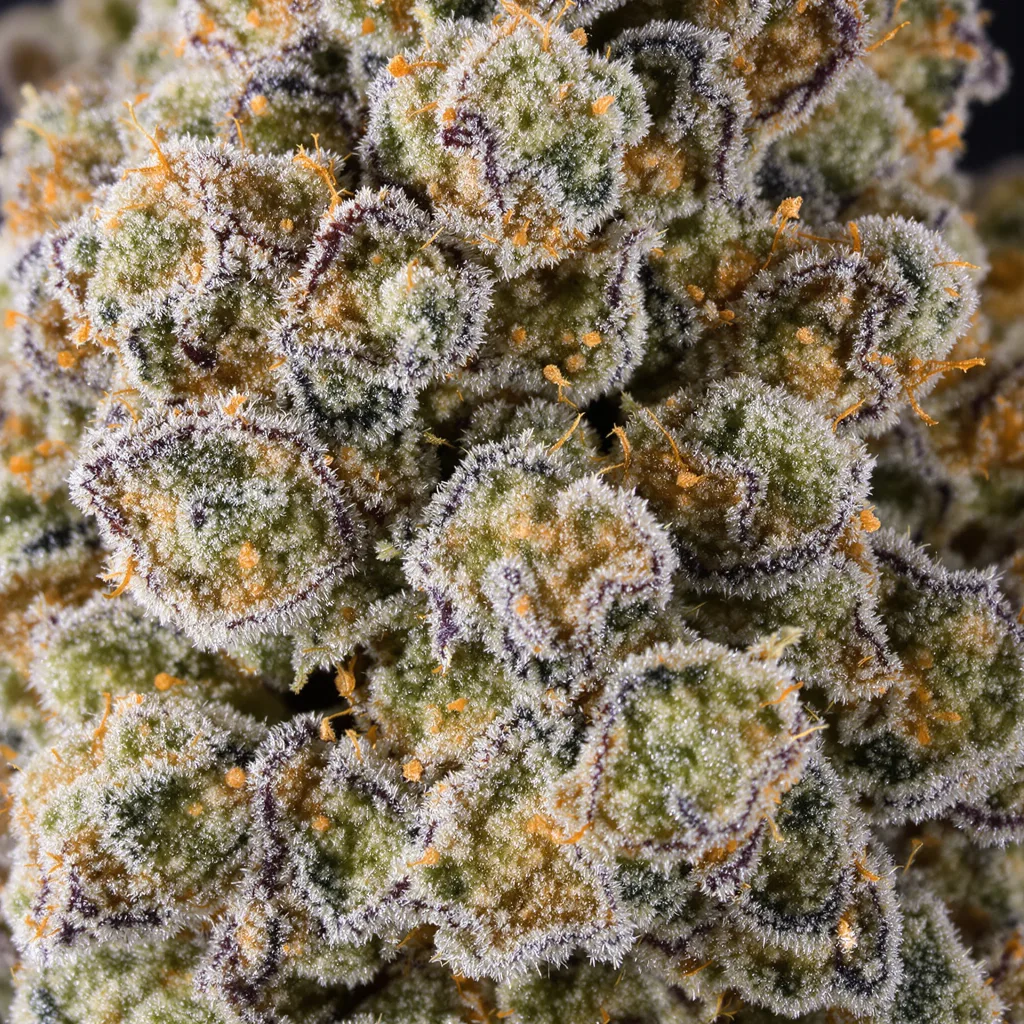 Guido Kush cannabis plant in flowering stage, 120-180 cm feminized