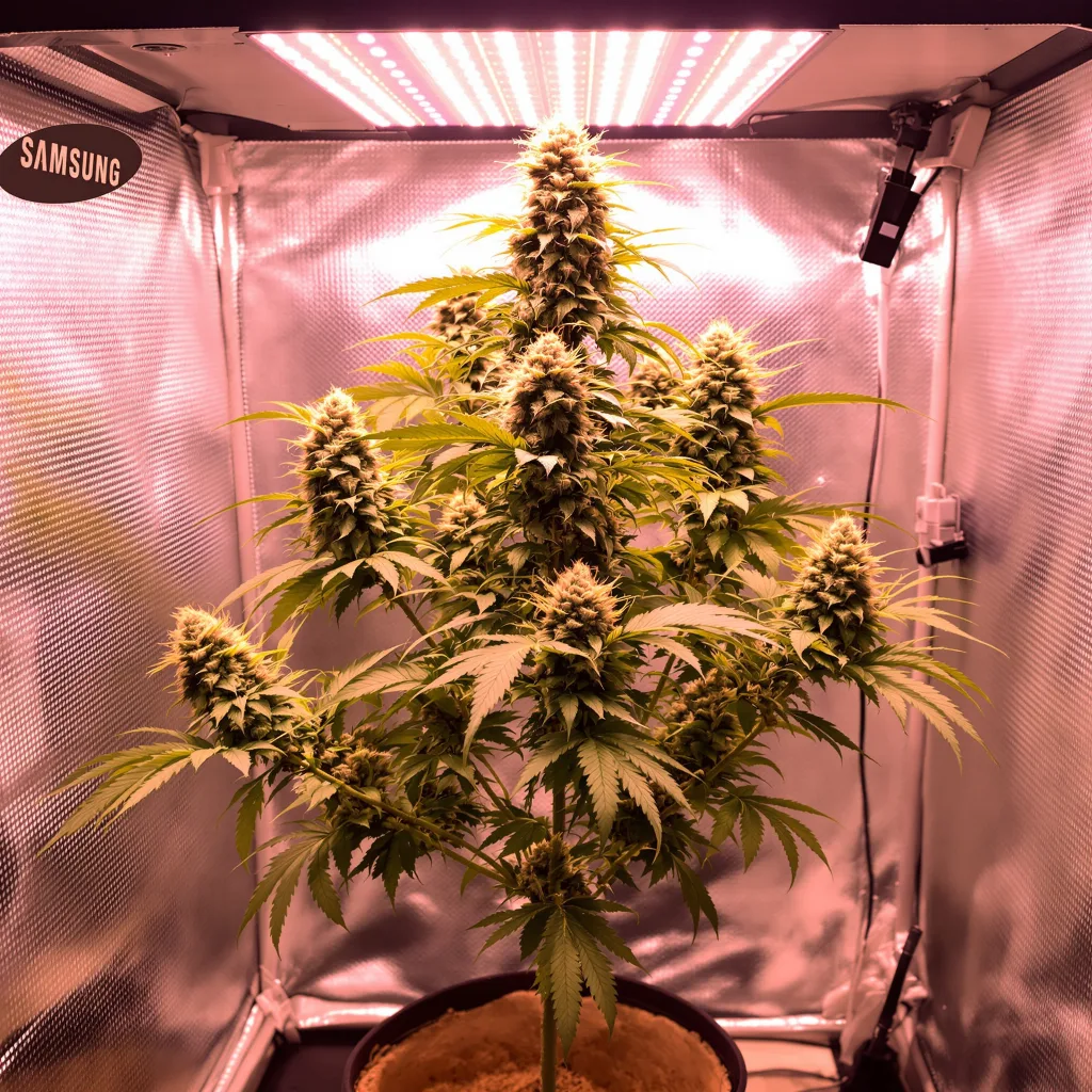 Harlequin CBD 43% indica / 57% sativa flower with visible trichomes