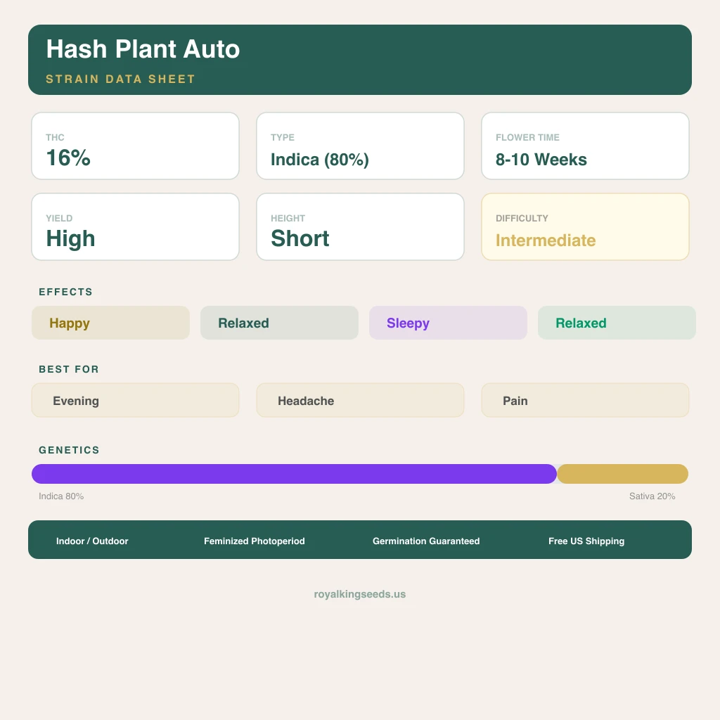 Hash Plant 80% indica / 20% sativa flower with visible trichomes