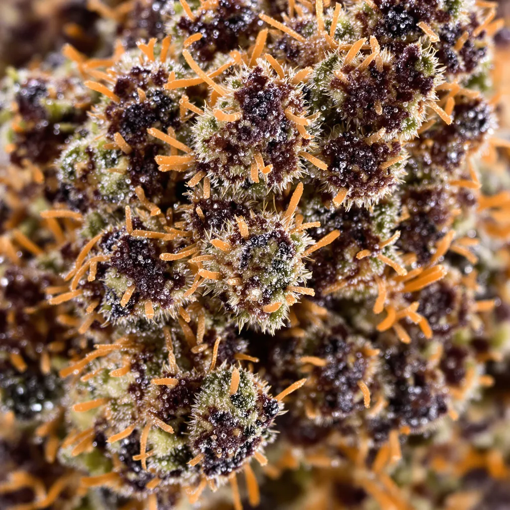 Hawaiian cannabis seeds packaging — Royal King Seeds USA