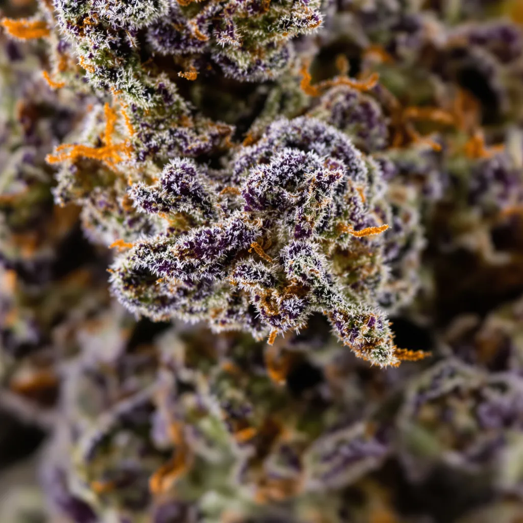 Haze XL cannabis plant in flowering stage, 90-130 cm feminized