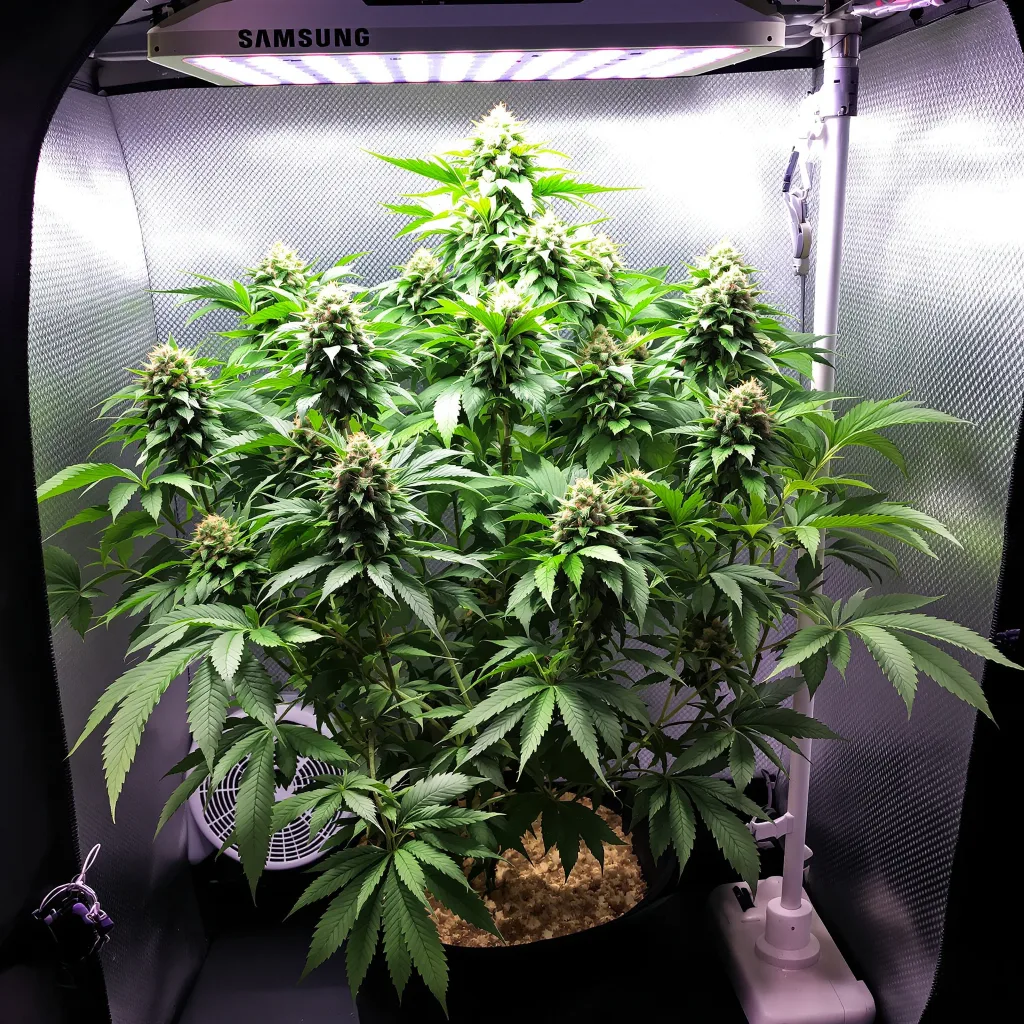 Hindu Skunk cannabis bud close-up showing dense purple-tinged calyxes