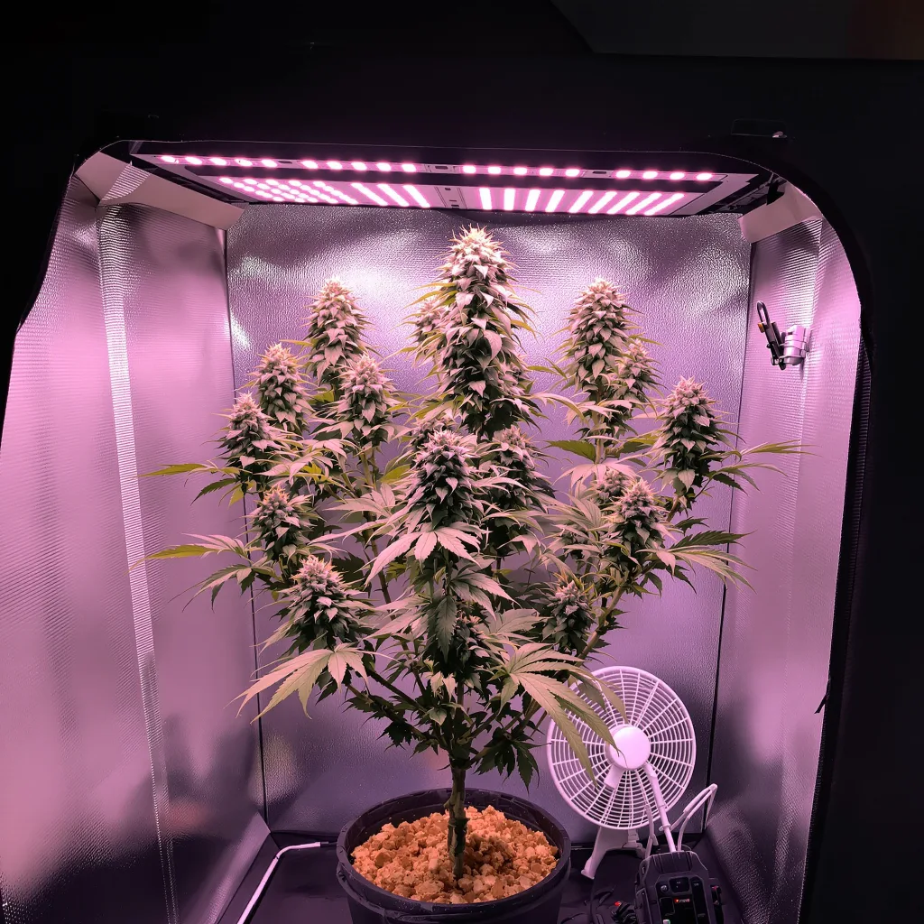 Jack Flash cannabis plant in flowering stage — 120-180 cm feminized