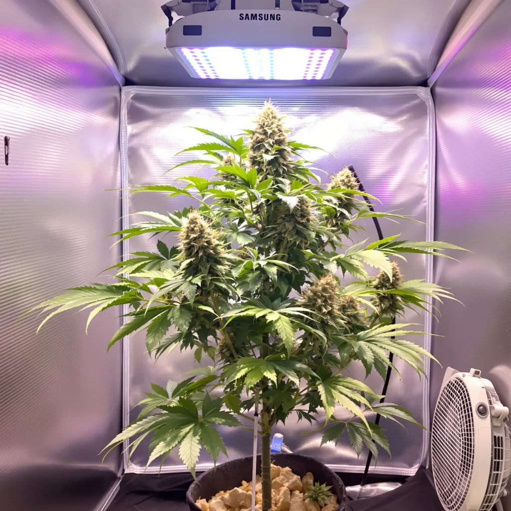 Jedi Kush cannabis plant in flowering stage — 60-100 cm autoflower