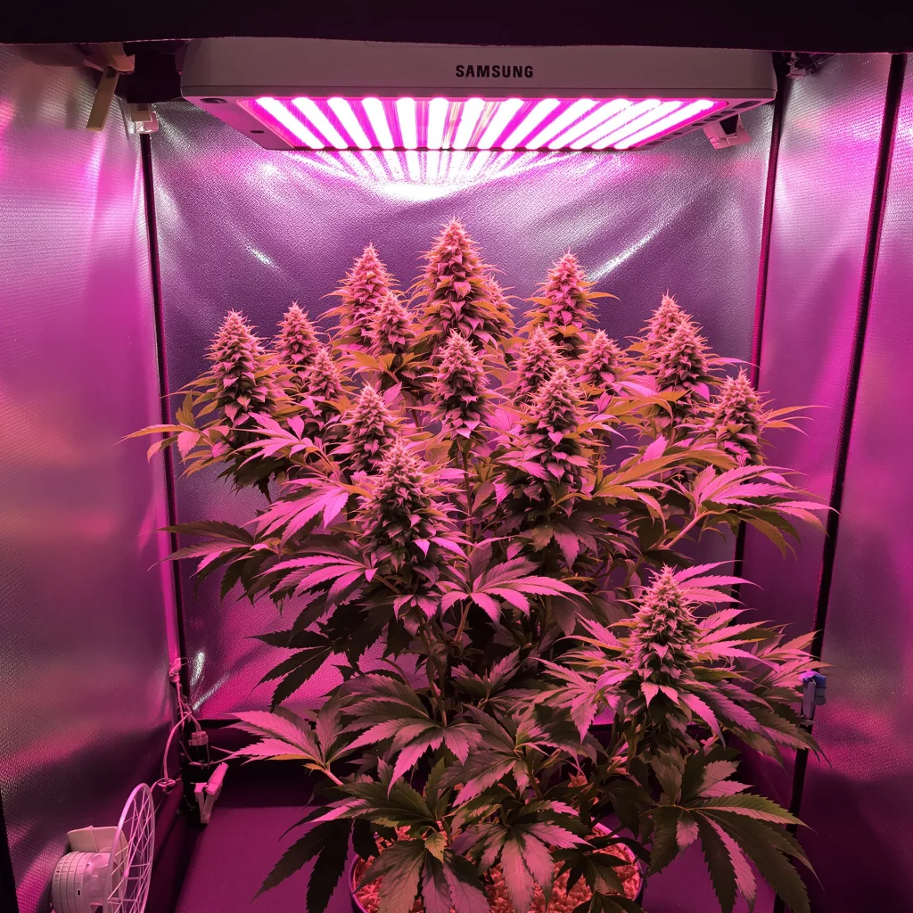 Lemon Daddy cannabis plant in flowering stage, 60-100 cm autoflower