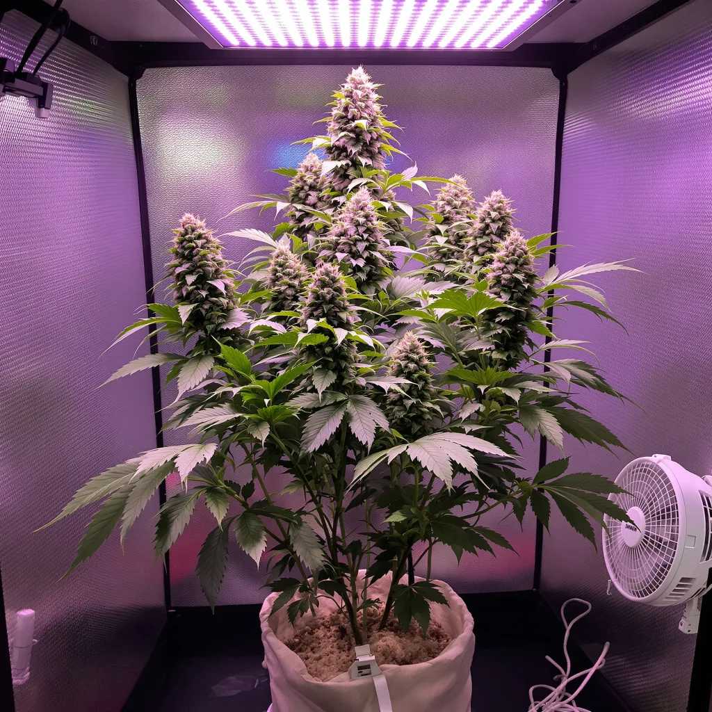 Lemon Drizzle cannabis plant in flowering stage, 60-100 cm autoflower