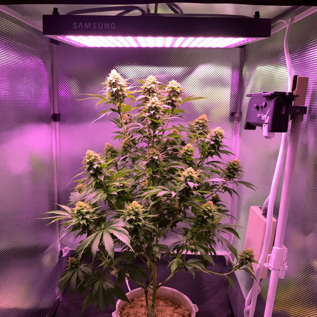 Lucid Blue 61% indica / 39% sativa flower with visible trichomes