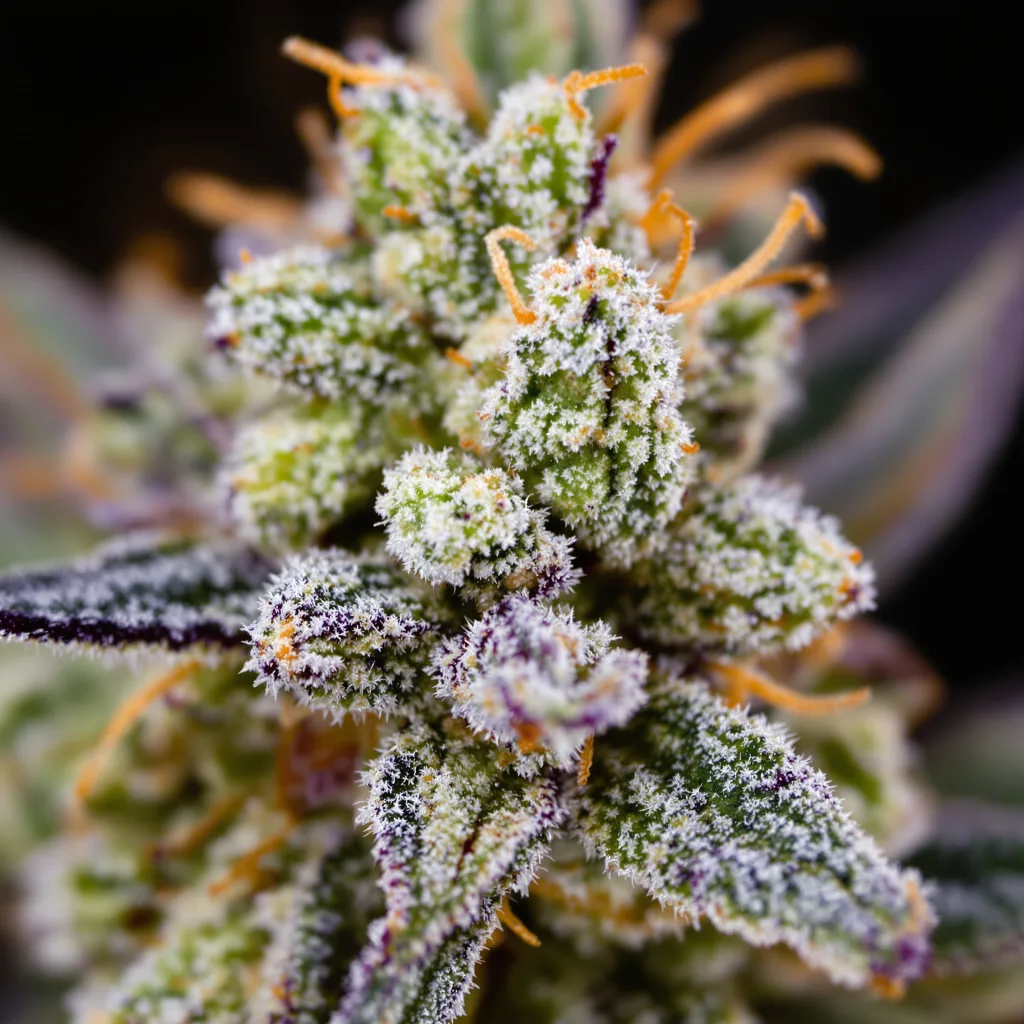 Magnum cannabis plant in flowering stage, 120-180 cm feminized