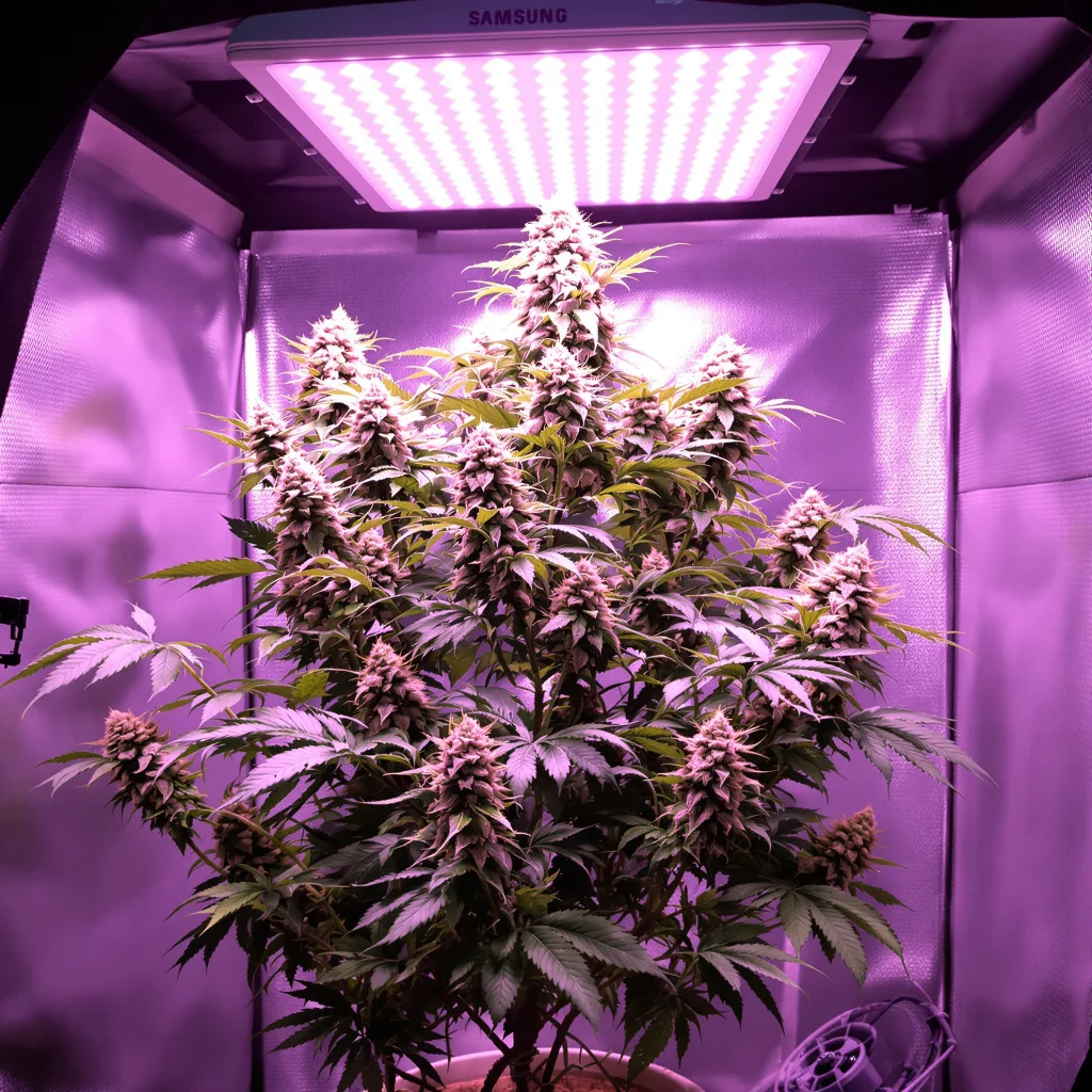 Maui Pineapple Chunk cannabis plant in flowering stage, 60-100 cm autoflower
