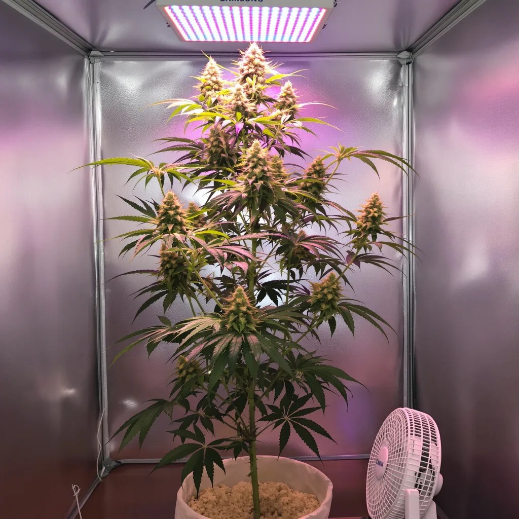 Maui Wowie cannabis plant in flowering stage, 60-100 cm autoflower