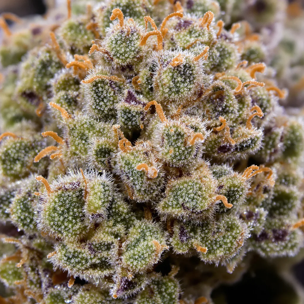 Misty Kush cannabis plant in flowering stage, 120-180 cm feminized