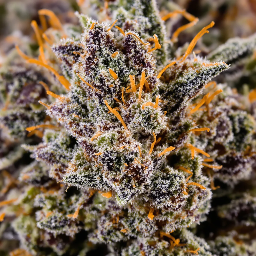 Northern Lights cannabis seeds packaging — Royal King Seeds USA