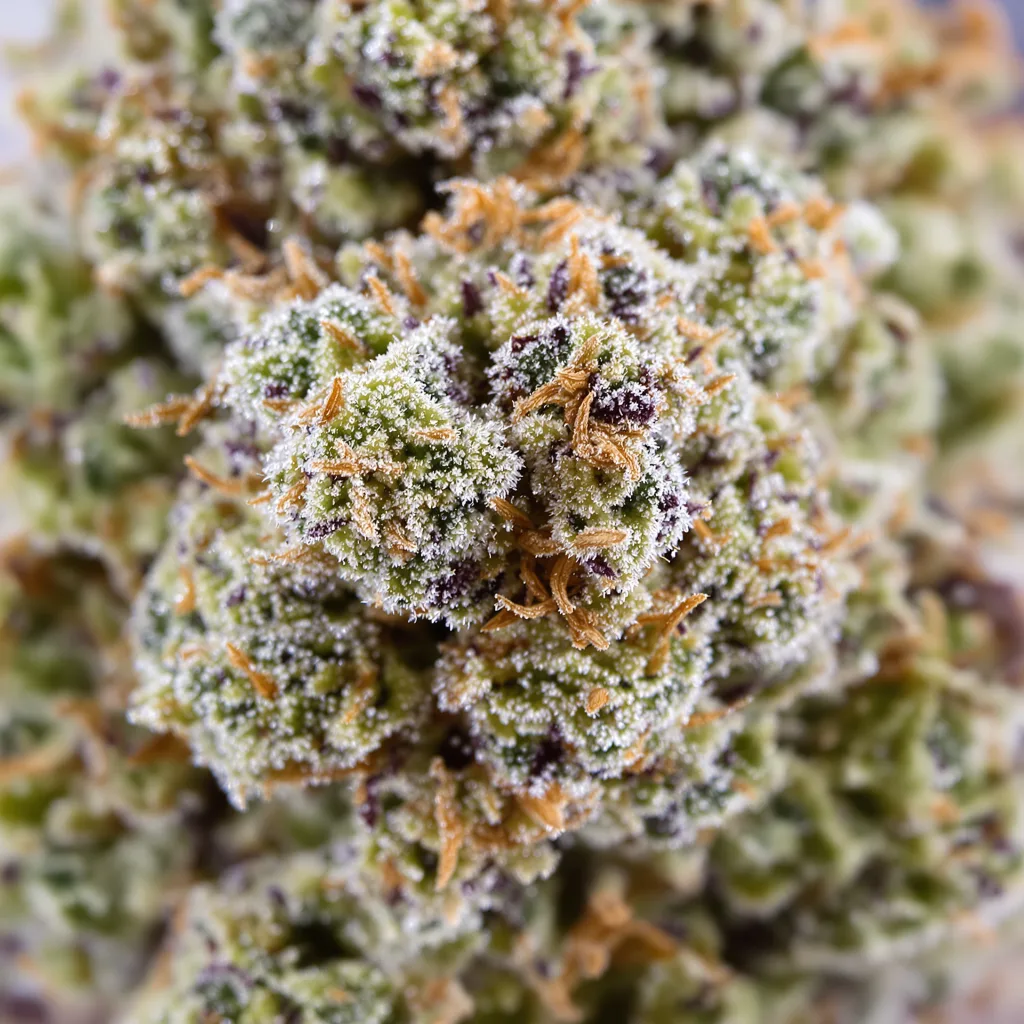 NYC Diesel cannabis seeds packaging — Royal King Seeds USA