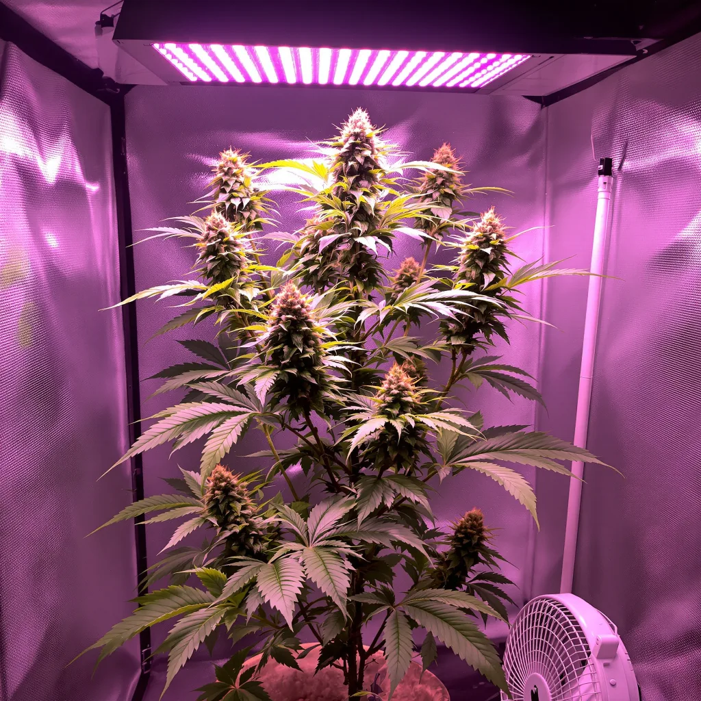 OG Kush cannabis plant in flowering stage, 60-100 cm autoflower