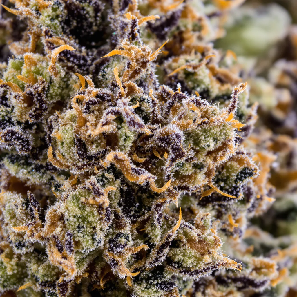 OG’s Pearl cannabis plant in flowering stage, 90-130 cm feminized