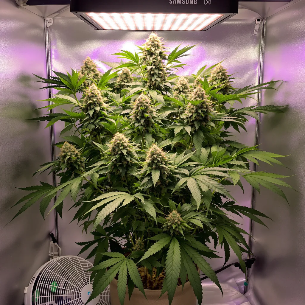 Ortega cannabis plant in flowering stage, 60-100 cm autoflower